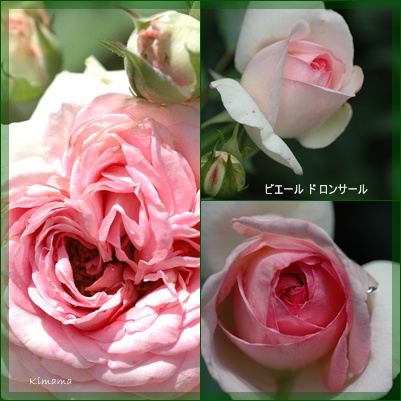 庭の花_c0051105_1018197.jpg