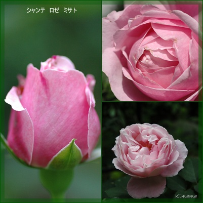 庭の花_c0051105_10184936.jpg