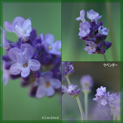 庭の花_c0051105_1021494.jpg