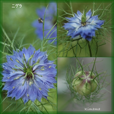 庭の花_c0051105_1022541.jpg
