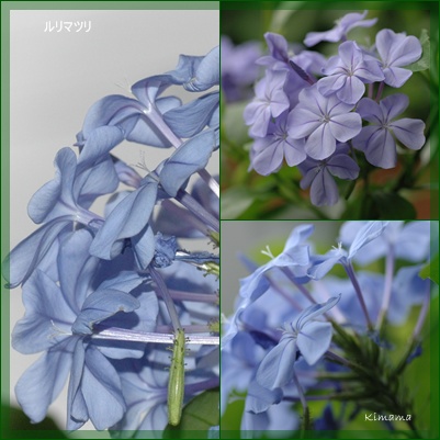 庭の花_c0051105_10361032.jpg