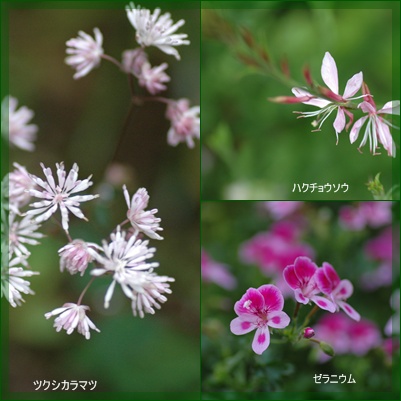 庭の花_c0051105_10402968.jpg