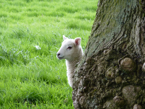 0509 Castleton & sheeps_d0019807_3504353.jpg