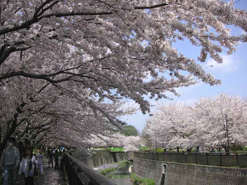 桜‥‥追っかけ記 『いつもの公園』_b0048614_10105048.jpg