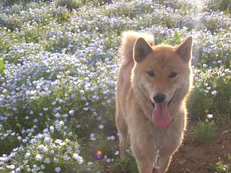 昭和記念公園にて、つづき_b0048614_1040599.jpg