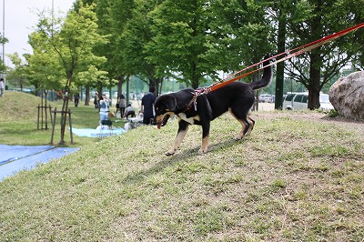 公園へ行こう9～彩湖・道満グリーンパーク編～_e0162524_12202077.jpg