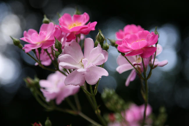 東京都庭園美術館の薔薇_f0017530_2014758.jpg