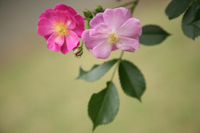 東京都庭園美術館の薔薇_f0017530_20295981.jpg