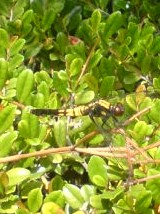 c0073332_22182341.jpg