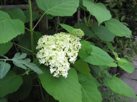 f0068334_1744960.jpg