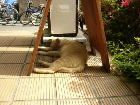 空振り、あるいは猫日和_b0169238_20263433.jpg