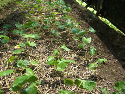 沢沿い道でみかけた植物_e0110940_2151412.jpg