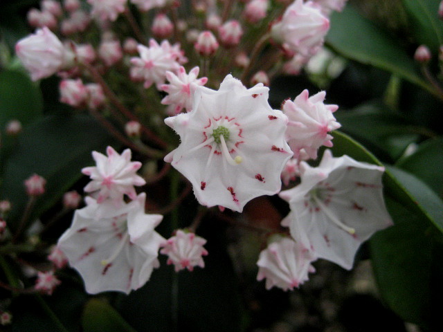 ・・・金平糖の花が咲く？・・・_f0089945_2044189.jpg