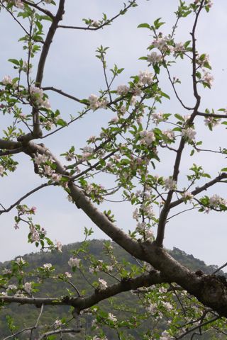 リンゴの花と千歳山_e0084756_13205774.jpg