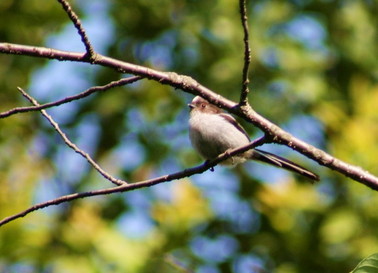 エナガの幼鳥_f0106759_644520.jpg