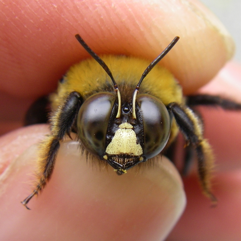 キムネクマバチ 虫央堂