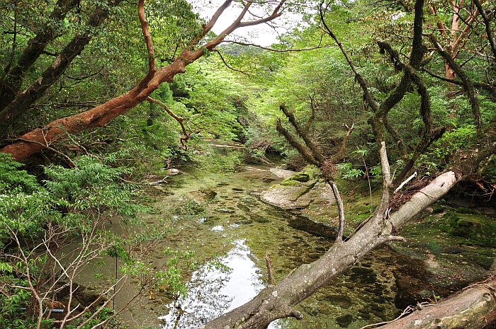 ２００９年屋久島山行⑦　２日目：宮之浦岳　～帰着編～_e0013365_835147.jpg