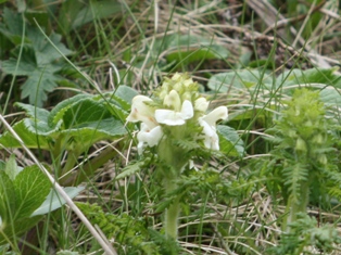 高山植物（２）_f0088569_22251679.jpg