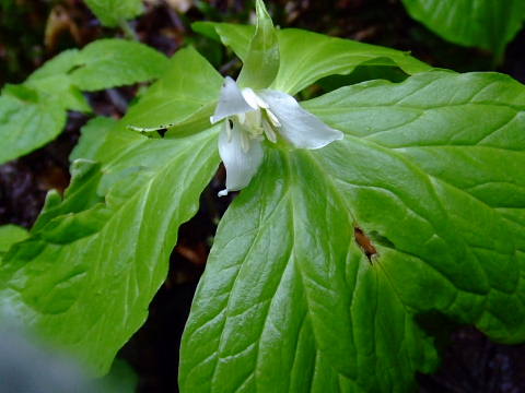 五色ヶ原の山野草_c0022275_1783020.jpg