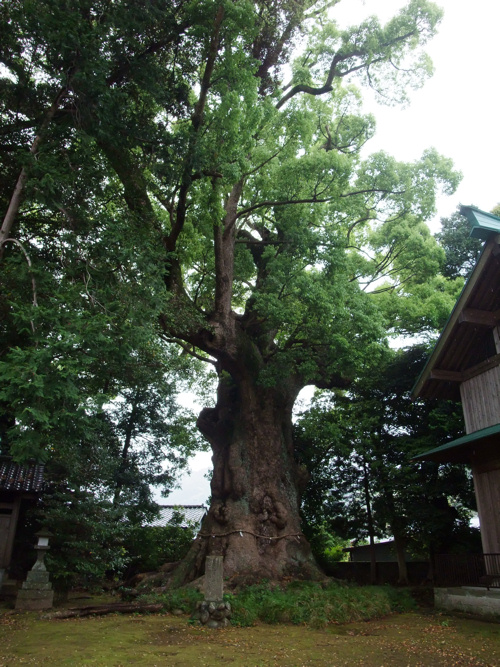 大楠_c0173978_0281012.jpg