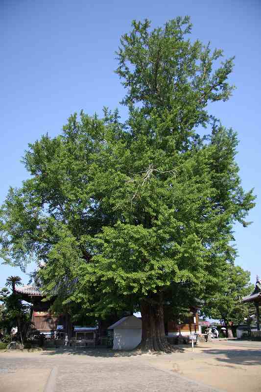 2009.05.28　四国霊場第五番「地蔵寺」　　　　　　　　　_f0140087_6201648.jpg