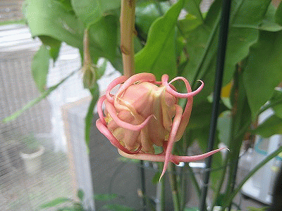 本当の月下美人の花 ひとりごと