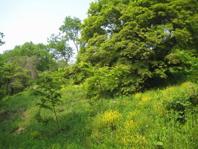 c0099395_9165131.jpg