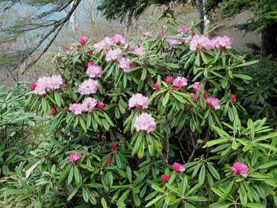 高峯山花情報_e0120896_6472343.jpg