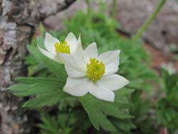 高峯山花情報_e0120896_6534565.jpg