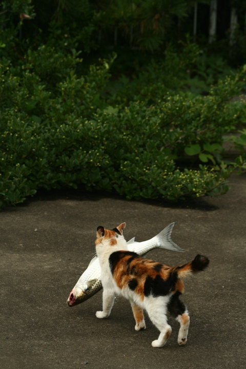 お魚くわえたドラ猫 私的癒景