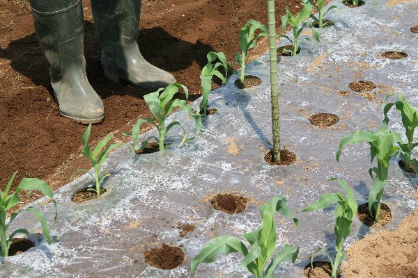 5月の『おやじの為の野菜講座』_f0054197_743695.jpg