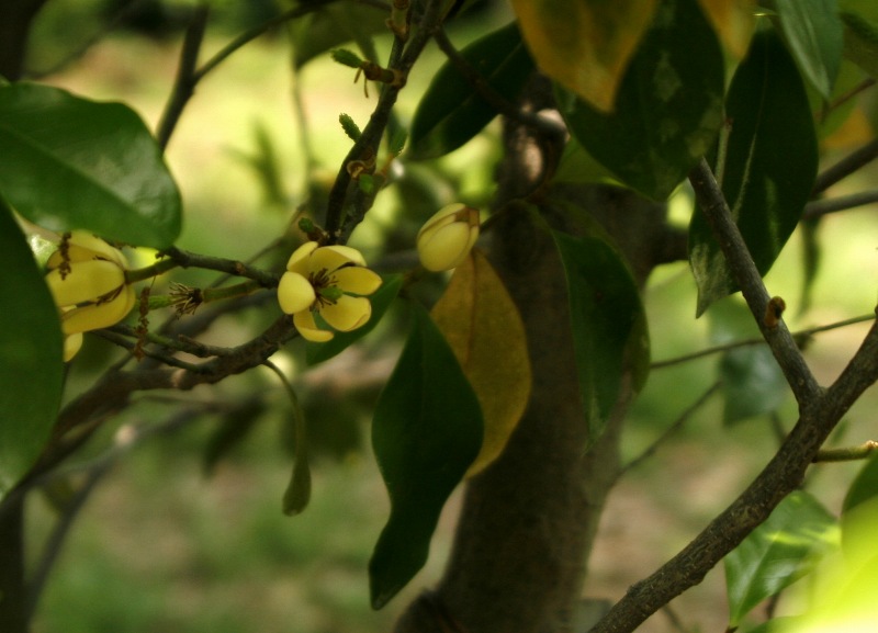 緑化植物園に咲く花_e0116702_022167.jpg