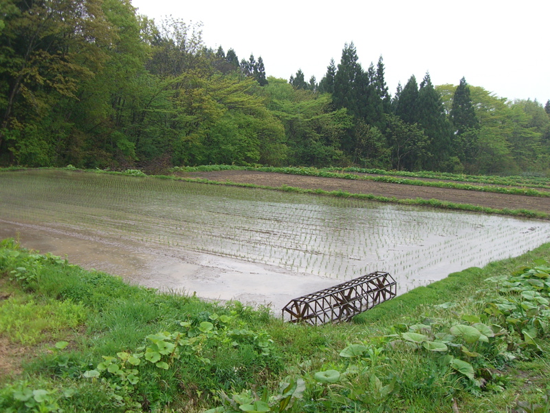 春の窓山まつり&二ツ井支所だより_f0090602_1026188.jpg