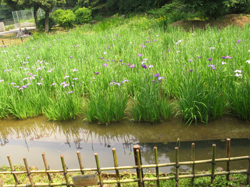 想定外のぉ散歩コース『生田緑地』_c0011204_12165488.jpg