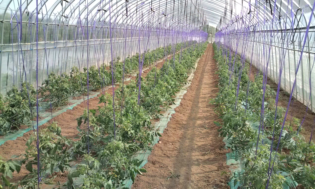 誘引終了 Lalalafarm Diary