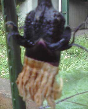 c0174711_1050489.jpg