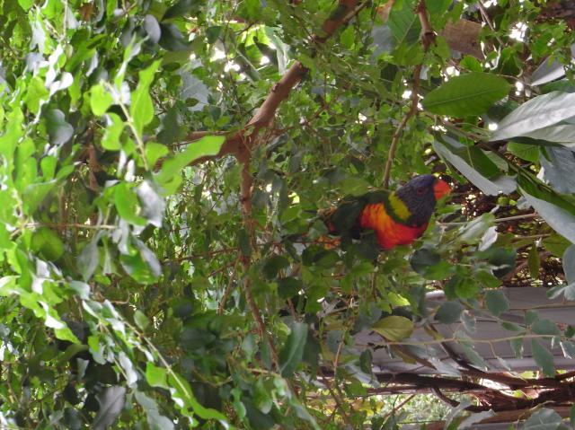 華やかな鳥とメスライオン_b0153213_20275173.jpg