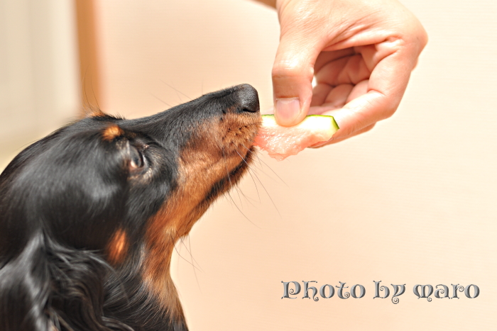 麻呂犬のスイカのデザートと小花のモチーフ_e0160417_9261151.jpg