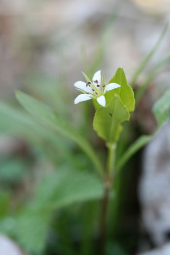  八ヶ岳山麓・大泉エリアを花散歩・色々な野の花_a0040021_0473188.jpg