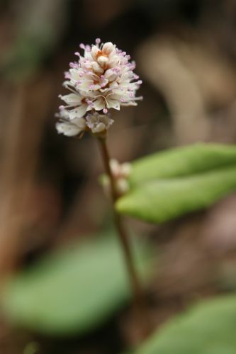  八ヶ岳山麓・大泉エリアを花散歩・色々な野の花_a0040021_0502377.jpg