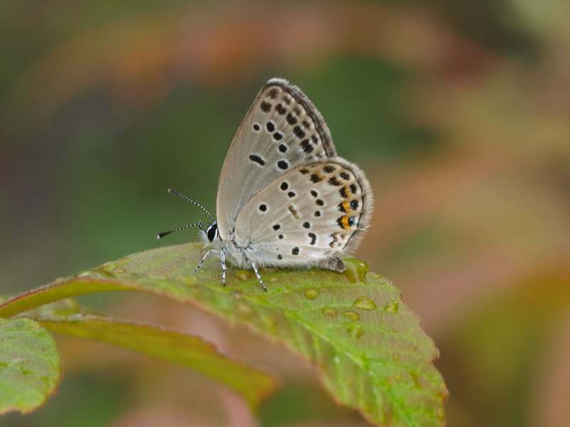 d0090322_66649.jpg