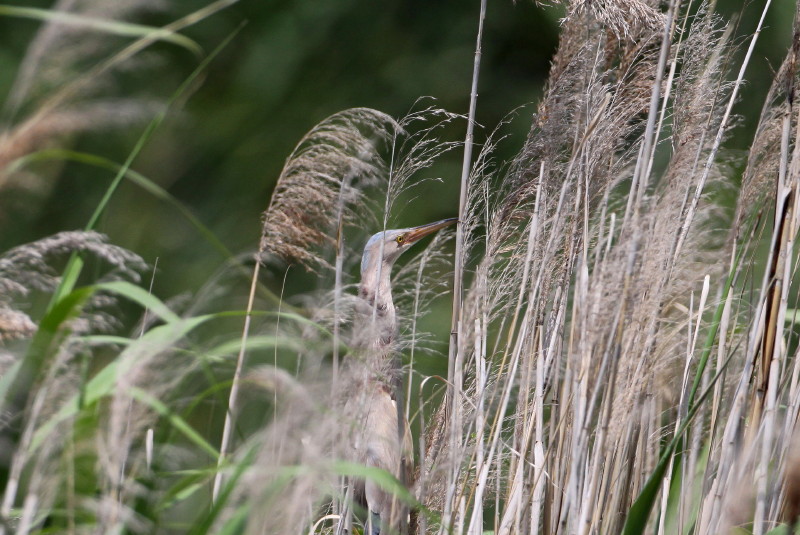 お池の鳥さん_b0179023_18522218.jpg