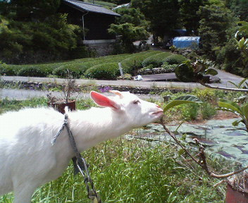 f0036223_105036.jpg
