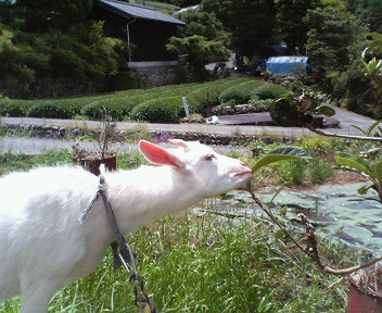 すだち　今日岡山へ_f0036223_105036.jpg