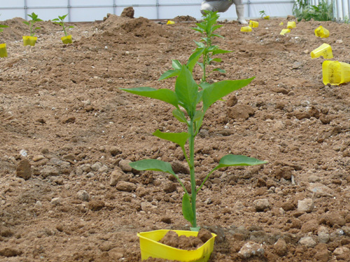 パプリカを植えました。_f0052323_16554571.jpg