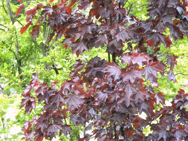 e0136424_9182440.jpg