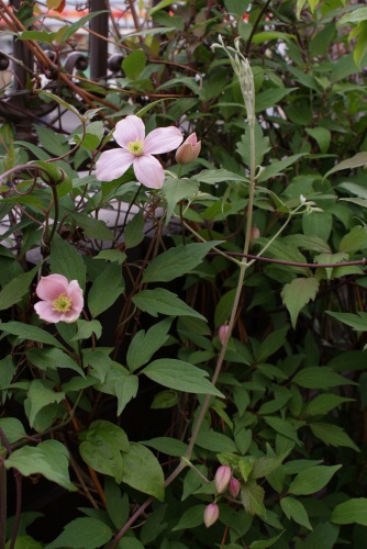 f0170524_1331314.jpg
