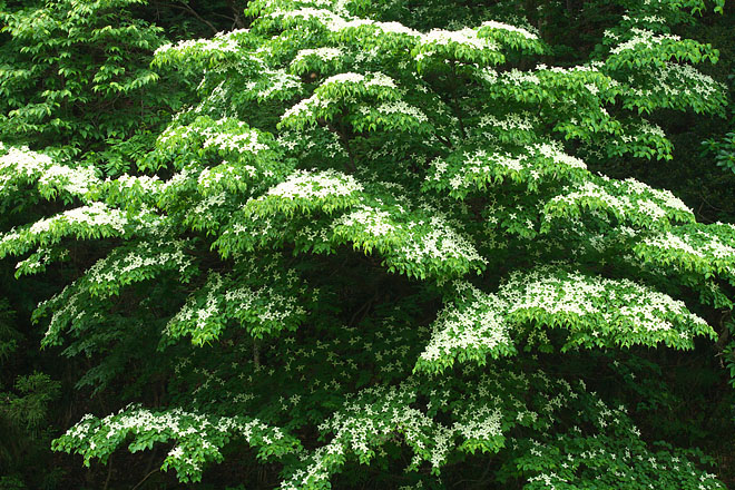 c0067040_2271339.jpg