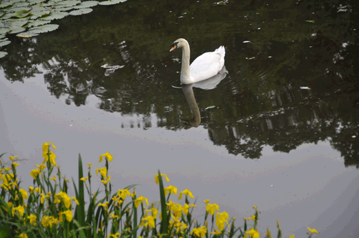 c0093046_733839.gif