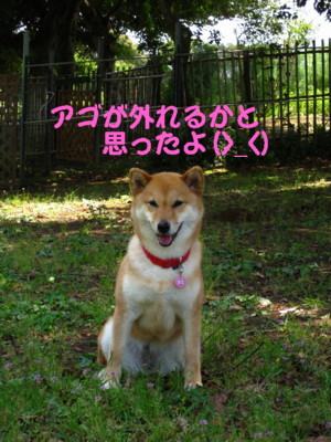 柴犬・・・今日も元気・・明日もきっと元気_d0150660_154789.jpg